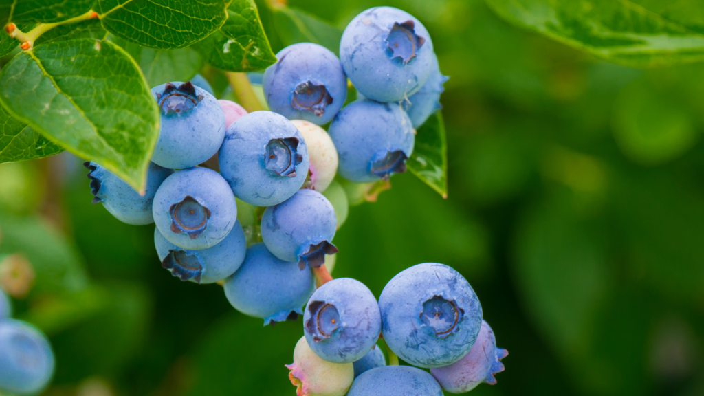 Best Blueberry Picking Maine Has To Offer 2024