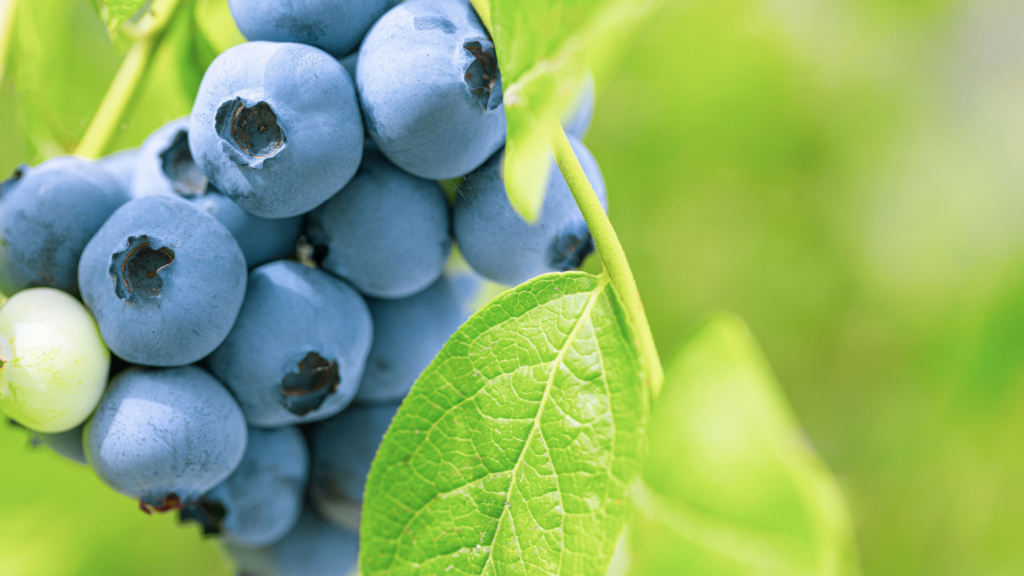 Best Blueberry Picking Louisiana Has To Offer 2024