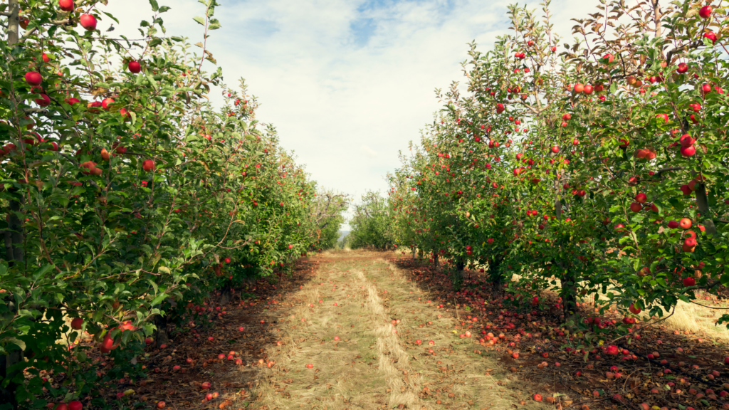 Best Apple Picking Arizona Has To Offer 2024