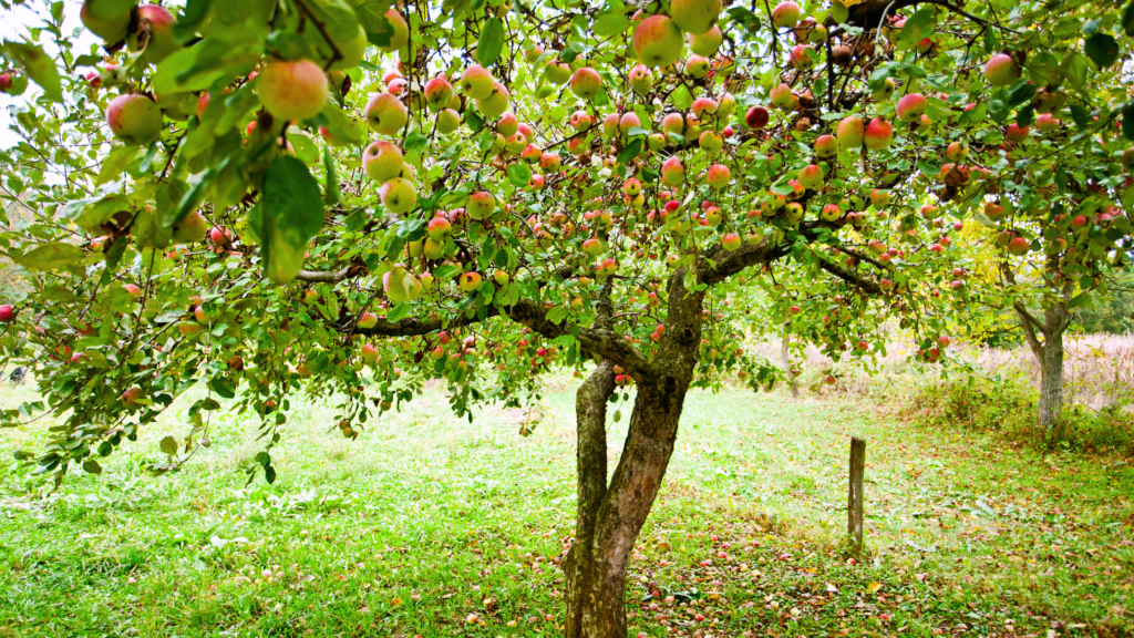 Best Apple Picking New Hampshire Has To Offer 2024