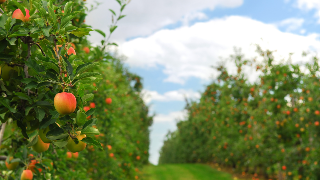 Best Apple Picking Nebraska Has To Offer 2024