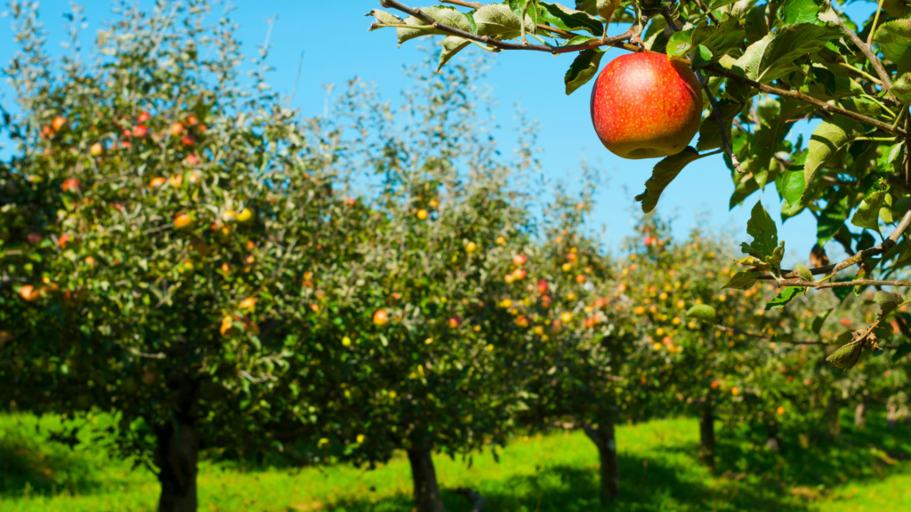 Best Apple Picking Maine Has To Offer 2024