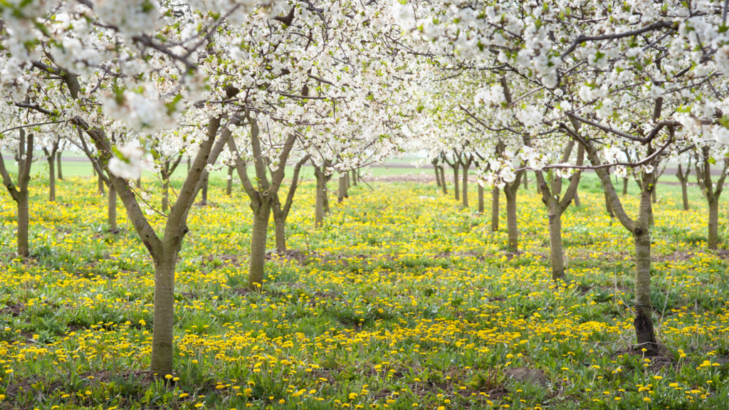 Best Apple Picking Maryland Has To Offer 2024