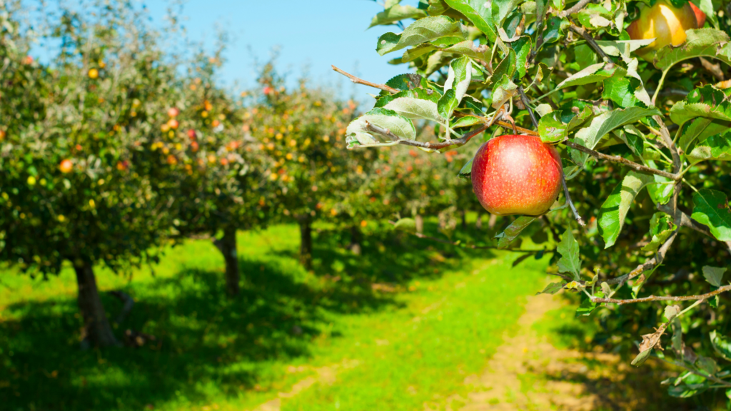 Best Apple Picking Michigan Has To Offer 2024