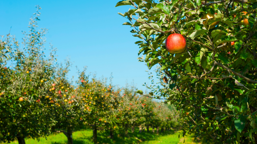 Best Apple Picking Massachusetts Has To Offer 2024