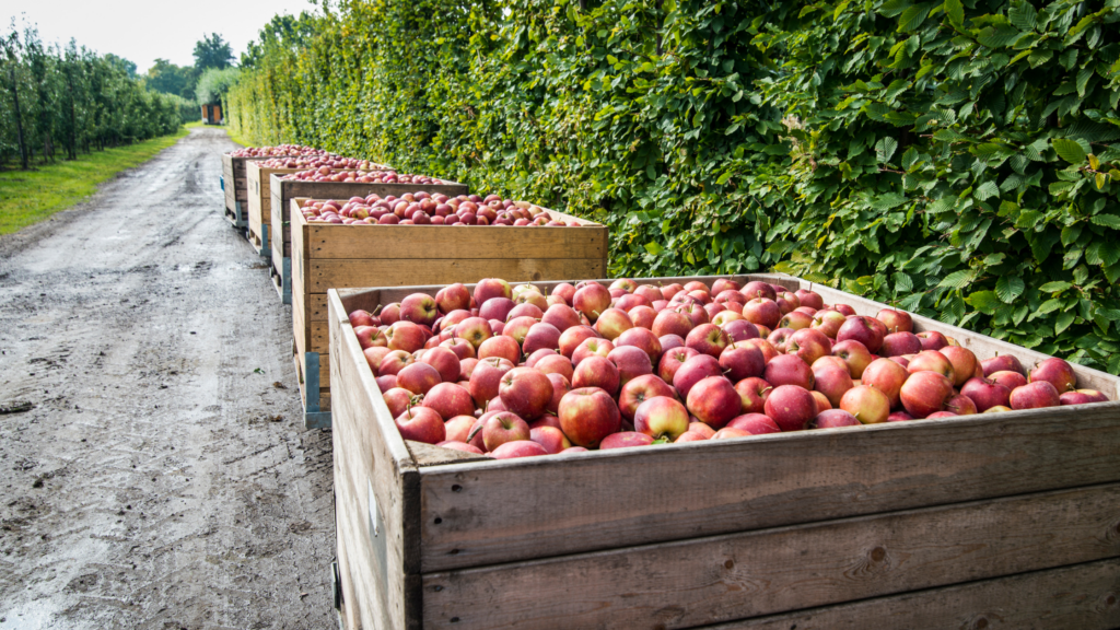 Best Apple Picking Indiana Has To Offer 2024