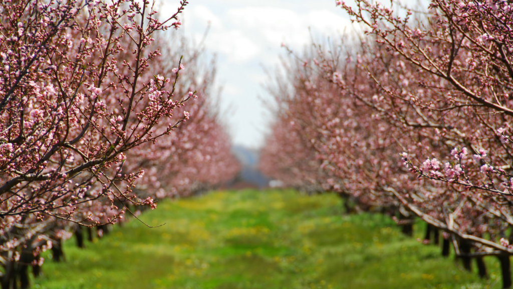 Best Peach Picking Maryland Has To Offer 2024