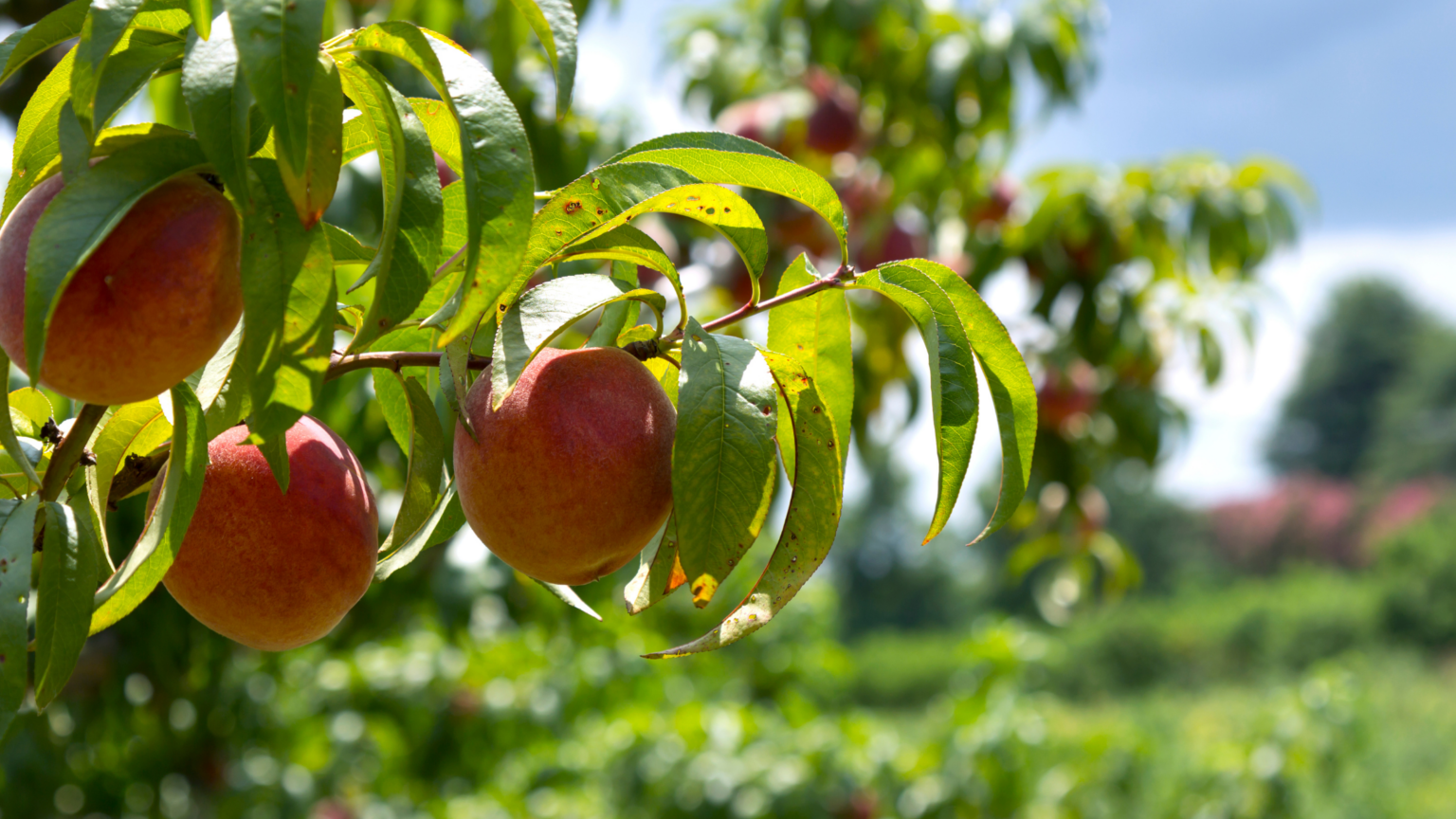 Best Peach Picking Massachusetts Has To Offer 2024