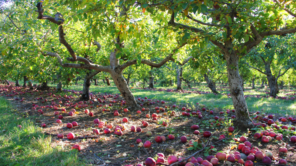 Best Apple Picking New Jersey Has To Offer 2024