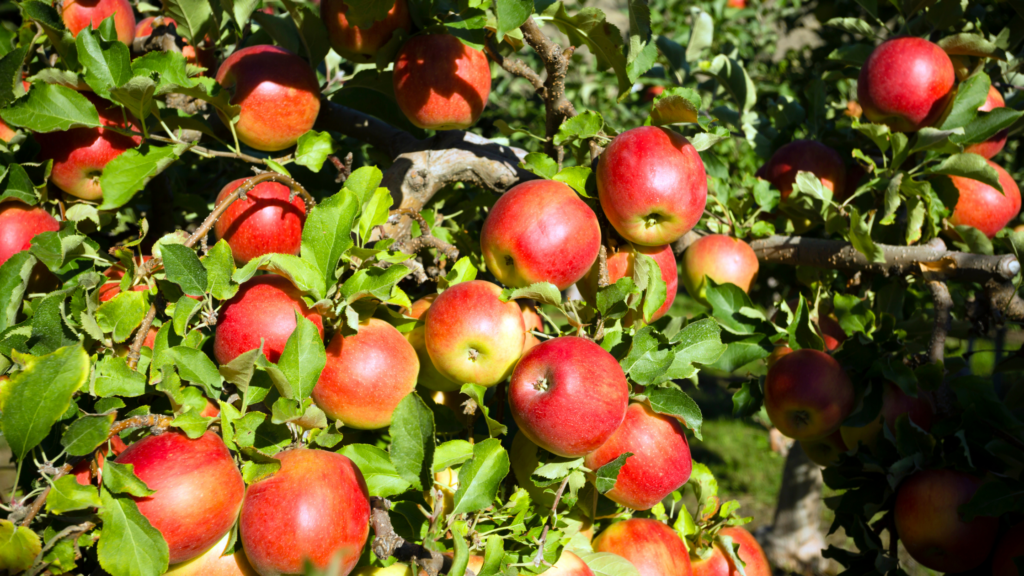 Best Apple Picking West Virginia Has To Offer 2024