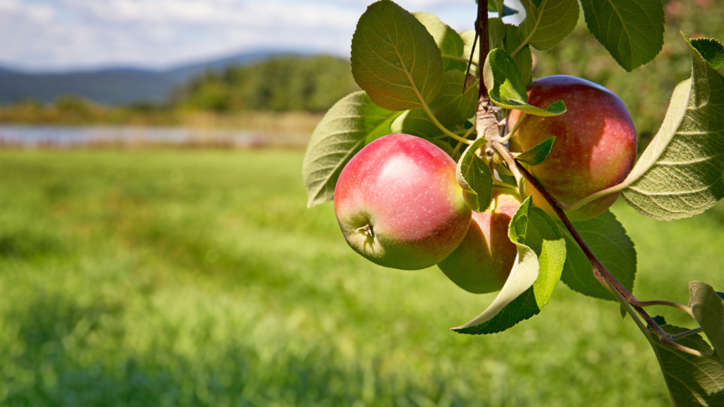 Best Apple Picking New York Has To Offer 2024