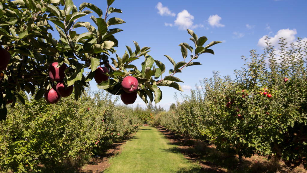 Best Apple Picking North Carolina Has To Offer 2024