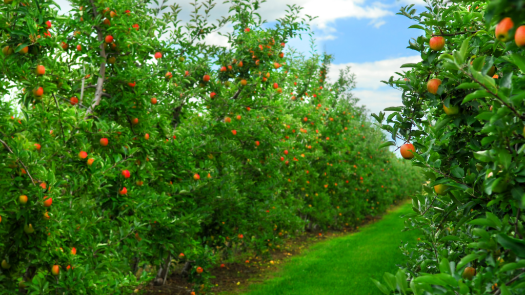 Best Apple Picking Pennsylvania Has To Offer