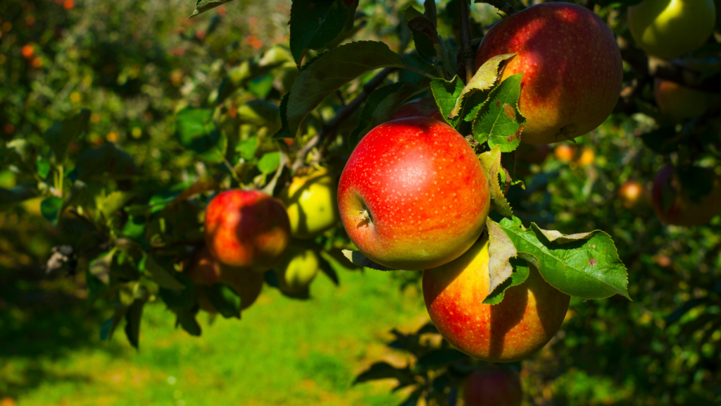 Best Apple Picking Utah Has To Offer 2024