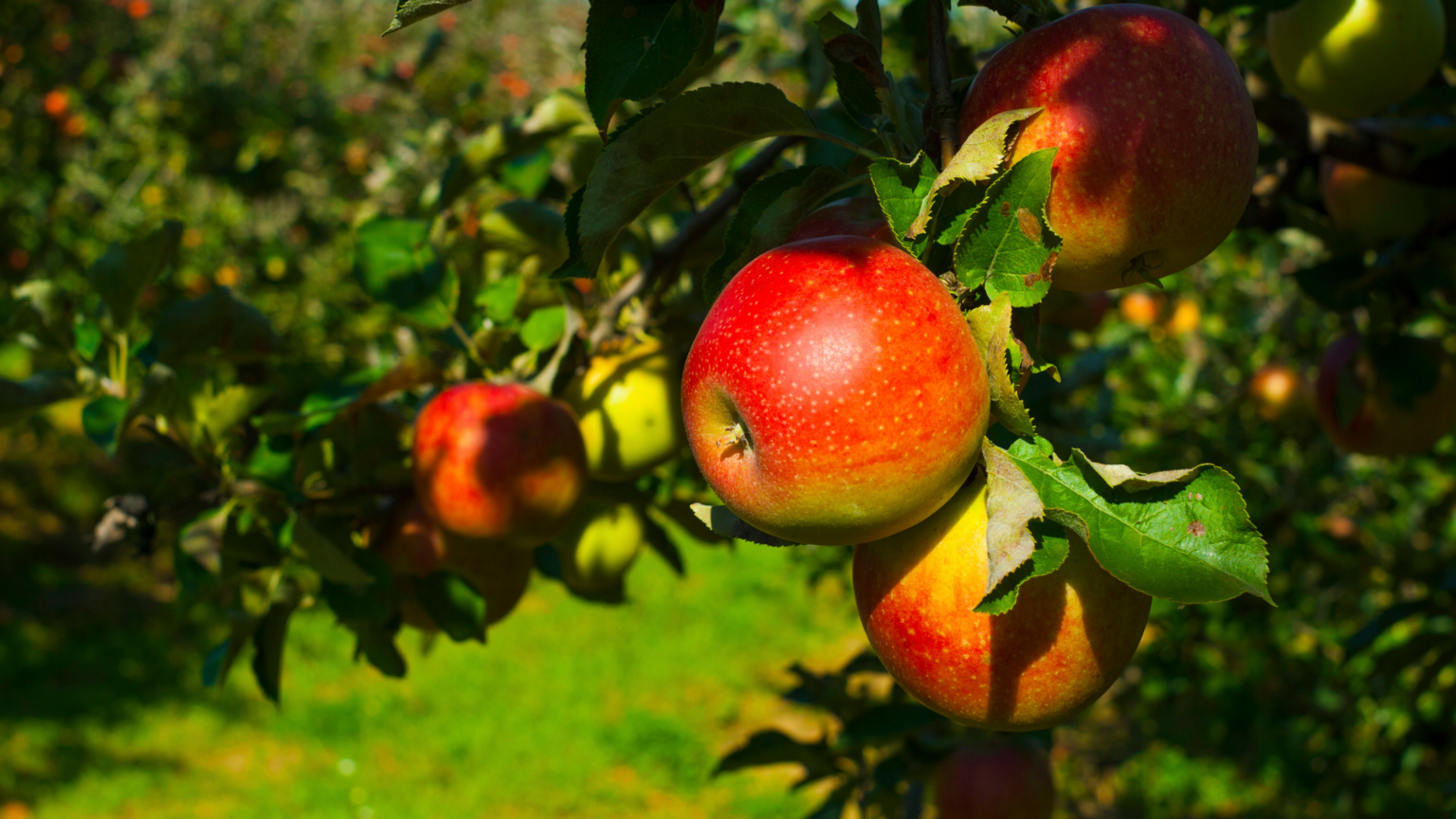 Best Apple Picking Utah Has To Offer 2024