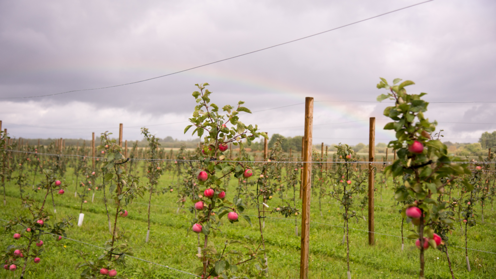 Best Apple Picking Tennessee Has To Offer 2024