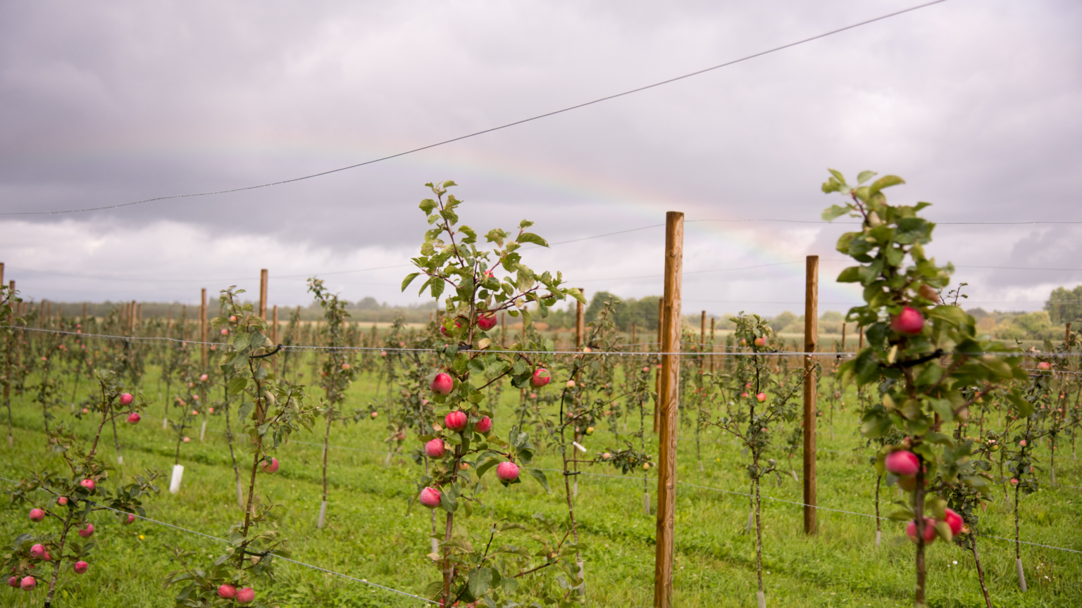 Best Apple Picking Tennessee Has To Offer 2024