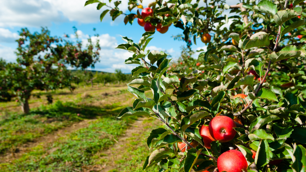 Best Apple Picking Rhode Island Has To Offer 2024