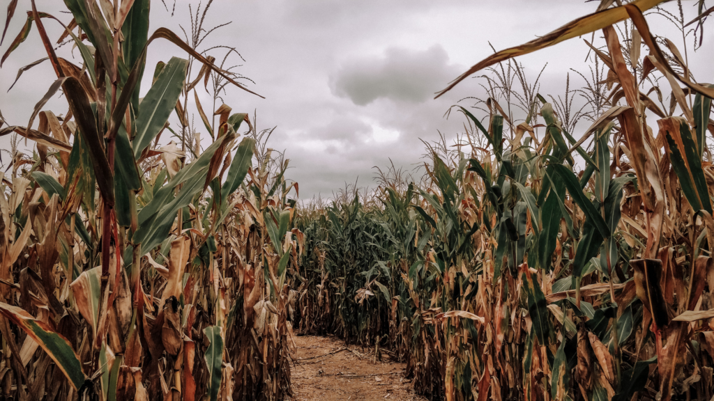 Best Corn mazes Jacksonville Has To Offer 2024