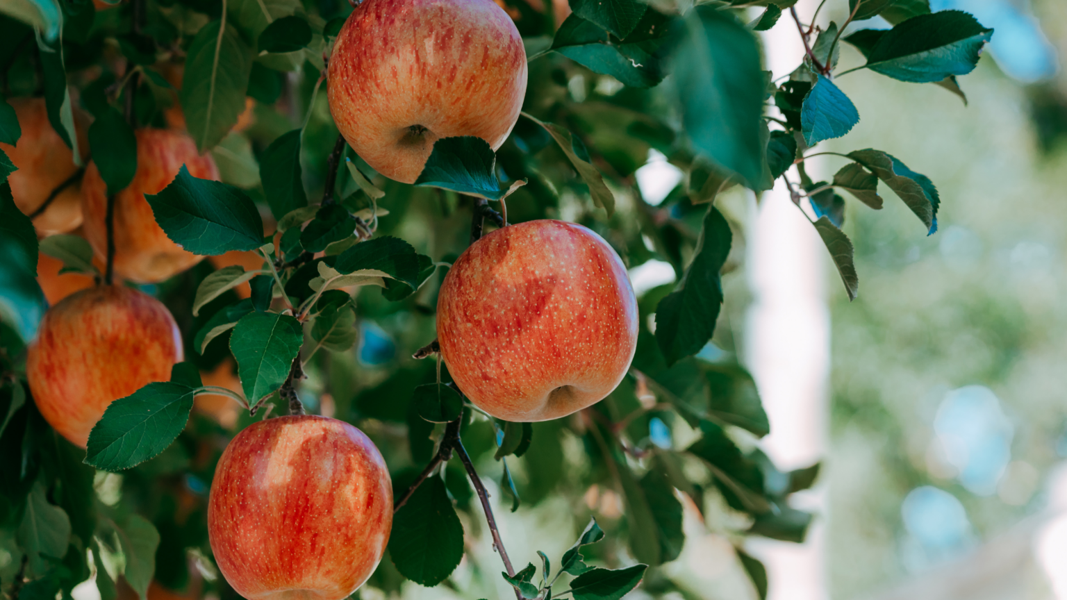 Best Apple Picking Montana Has To Offer 2024