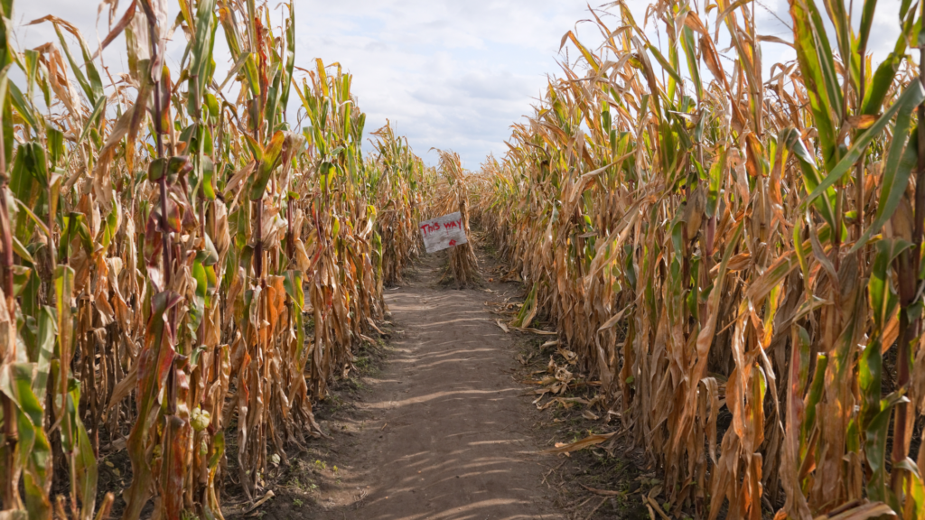 best-corn-mazes-miami-has-to-offer-2025