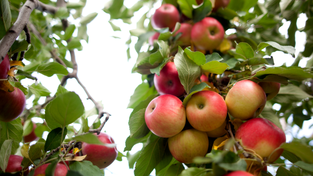 Best Apple Picking Kentucky Has To Offer 2024