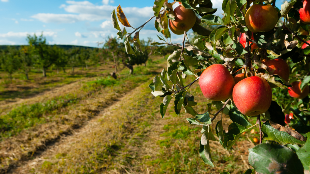 Best Apple Picking Missouri Has To Offer 2024