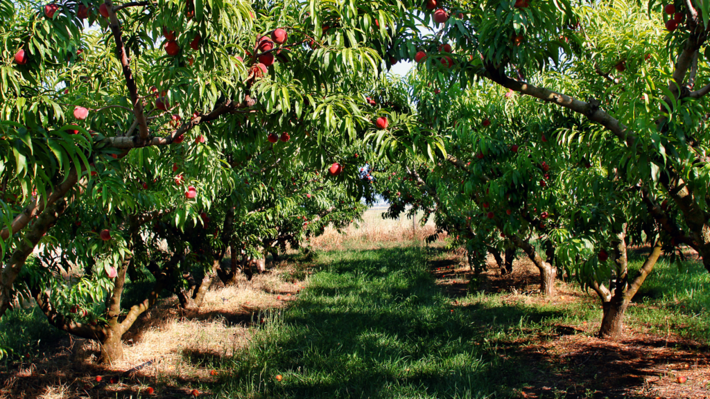 Best Peach Picking Colorado Has To Offer 2025