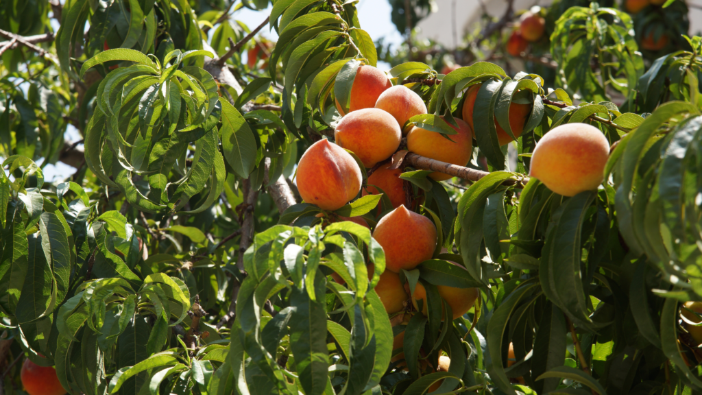 Best Peach Picking Arkansas Has To Offer 2024