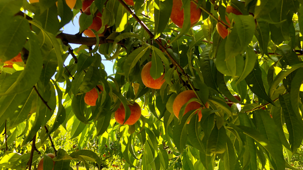 Best Peach Picking Michigan Has To Offer 2024