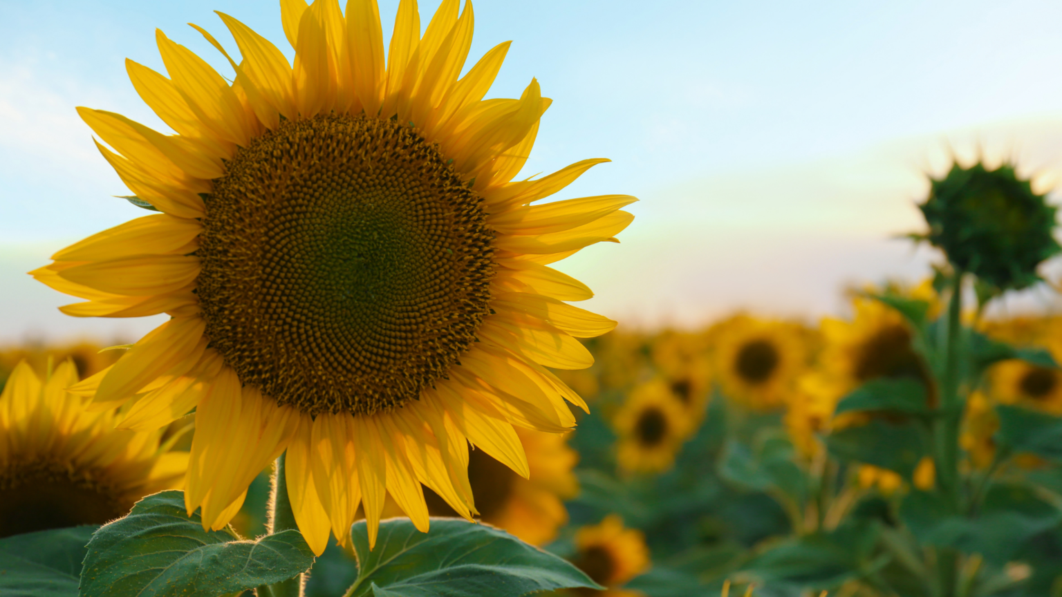 Best Sunflower Fields Oklahoma Has To Offer 2024
