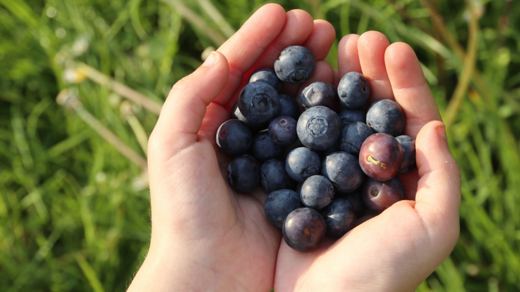 Best Blueberry Picking Rhode Island Has To Offer 2024